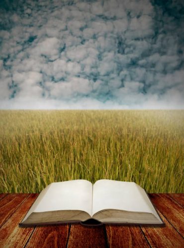 Study with agriculture, Open book on deck with rice field background