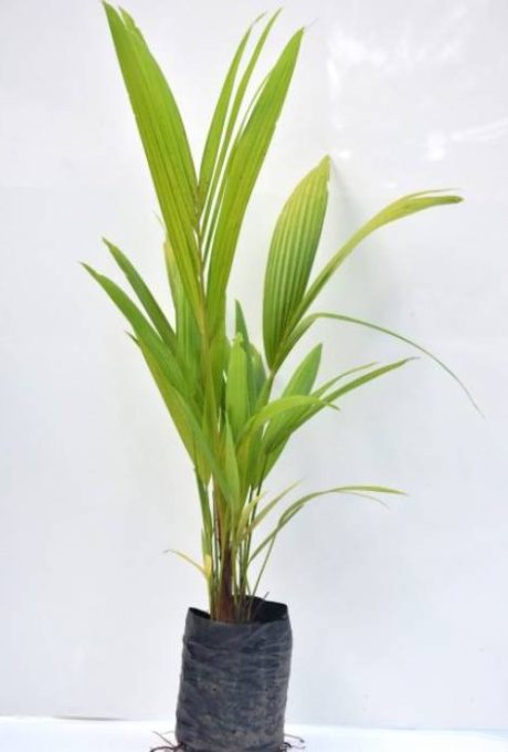 tropical-red-palm-1-500-700