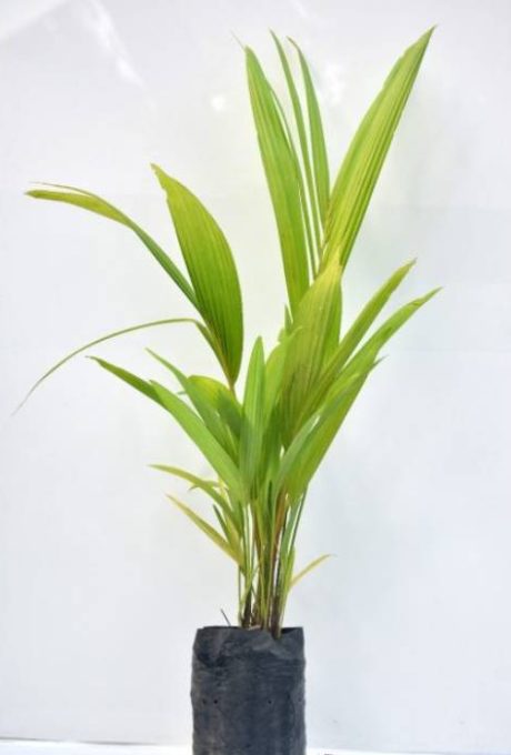 tropical-red-palm-2-500-700