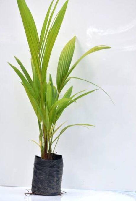 tropical-red-palm-3-500-700